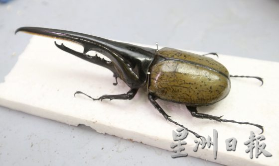 【虫虫世界/02】迷上甲虫,开启养虫保育之路