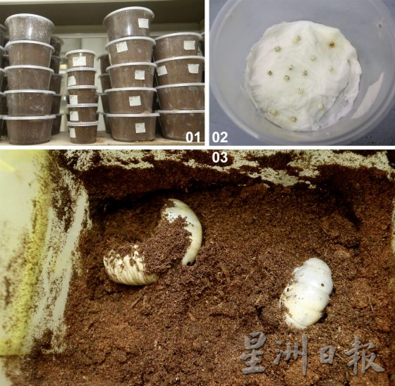 【虫虫世界/02】迷上甲虫,开启养虫保育之路