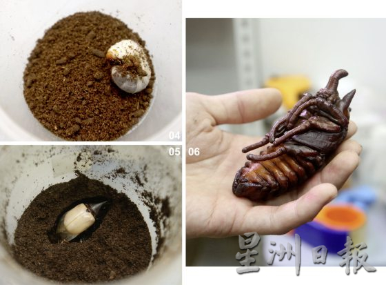 【虫虫世界/02】迷上甲虫,开启养虫保育之路