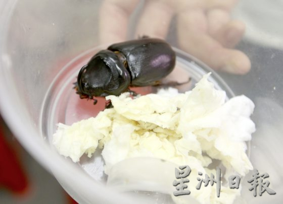 【虫虫世界/02】迷上甲虫,开启养虫保育之路