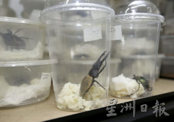 【虫虫世界/02】迷上甲虫,开启养虫保育之路