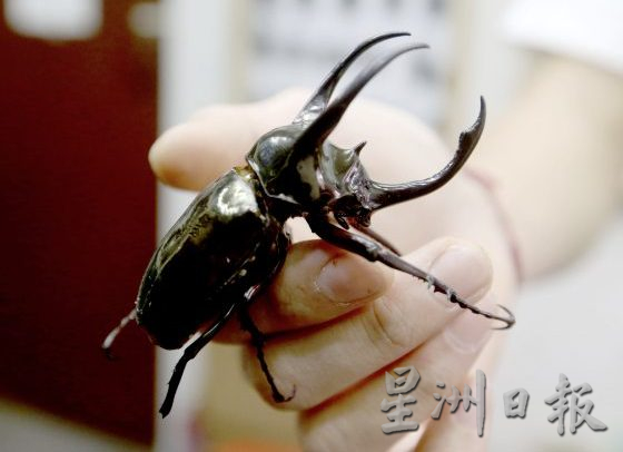 【虫虫世界/02】迷上甲虫,开启养虫保育之路