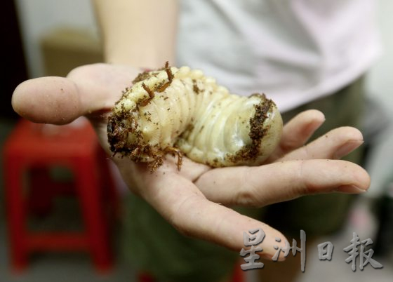 【虫虫世界/02】迷上甲虫,开启养虫保育之路