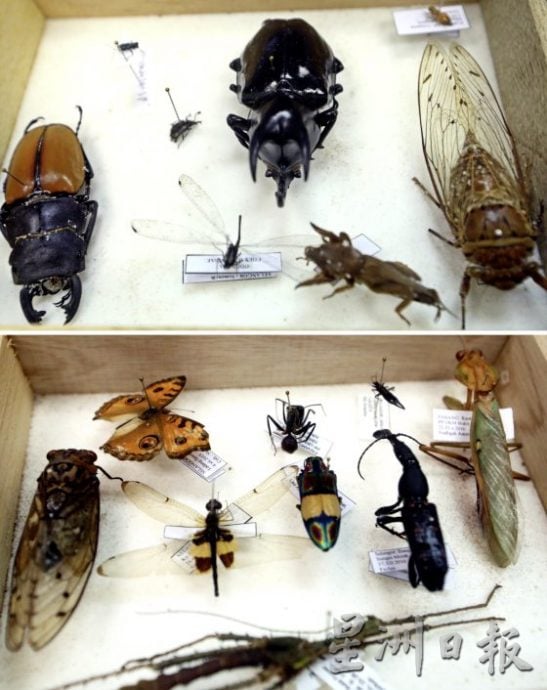 【虫虫世界／03】对生态循环无比重要，我们要如何与昆虫共存？