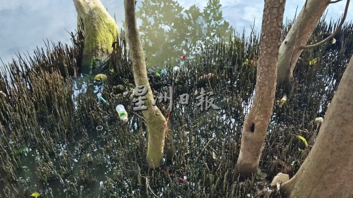 （古城版）甲河畔红树林满是垃圾