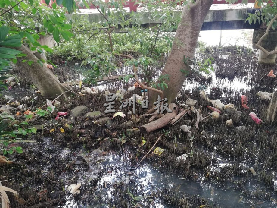 （古城版）甲河畔红树林满是垃圾