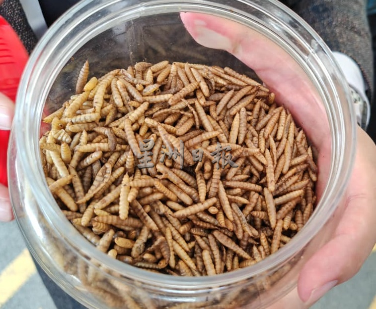 (大北马)协和小学“黑水虻计划”将厨余转化为蛋白质与有机肥料