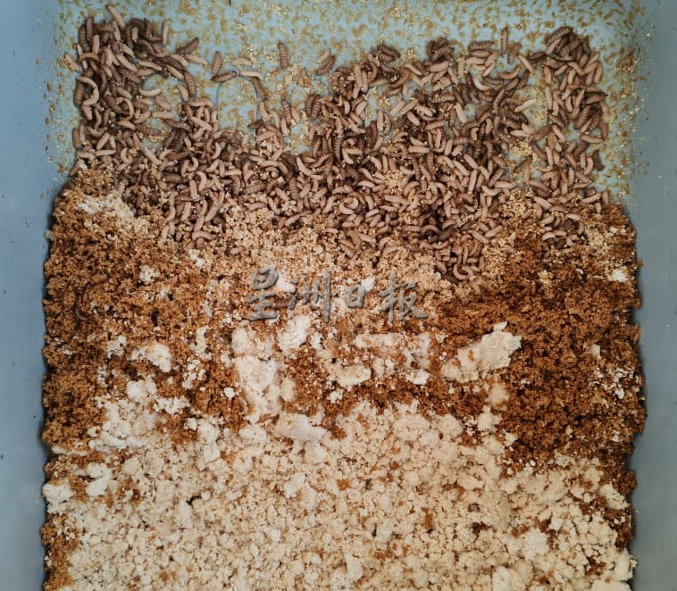 (大北马)协和小学“黑水虻计划”将厨余转化为蛋白质与有机肥料