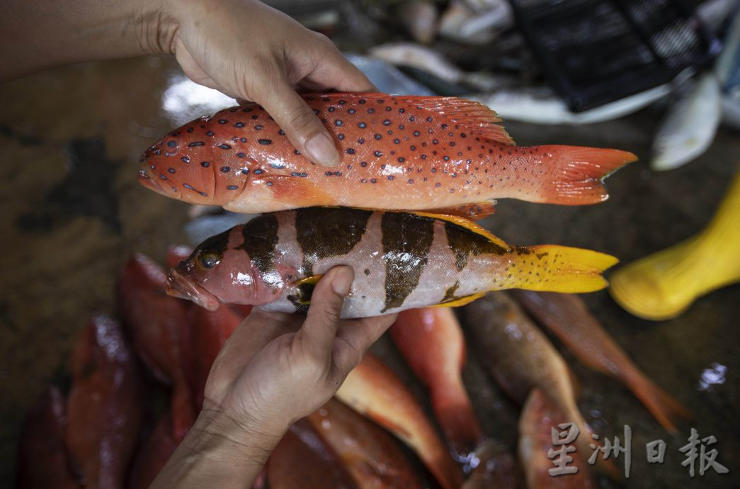 星角摄（8月28日）：笨珍“标鱼”价高者得