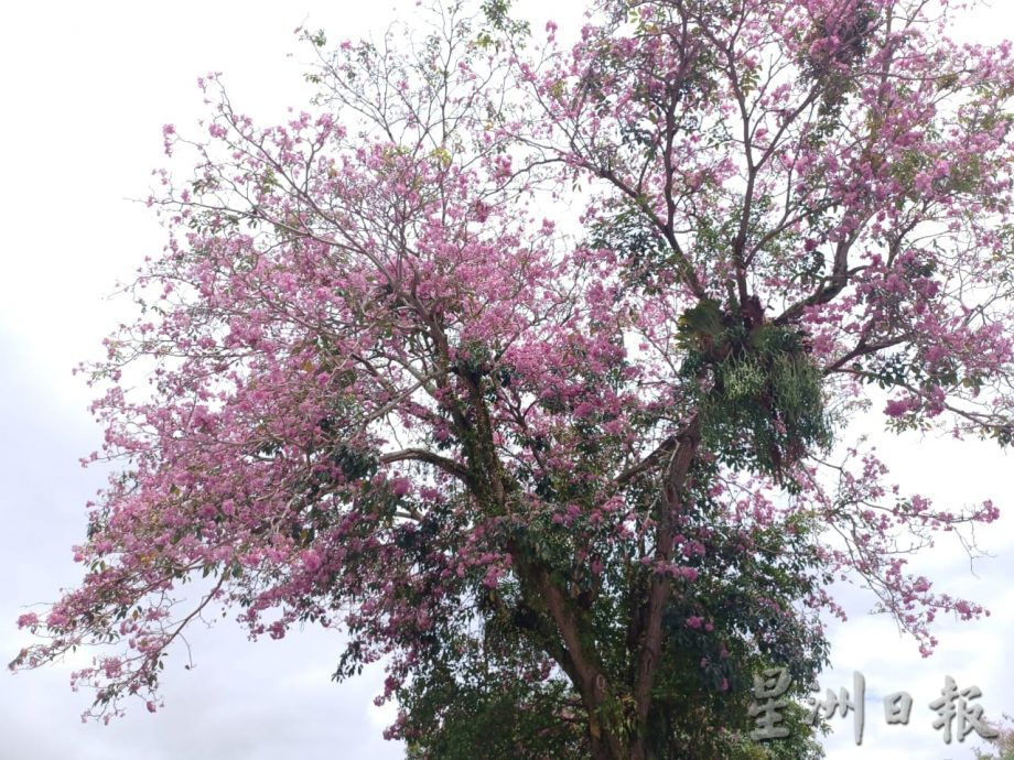 大都会（早报可头）/锡米山万秀路风铃木绽放