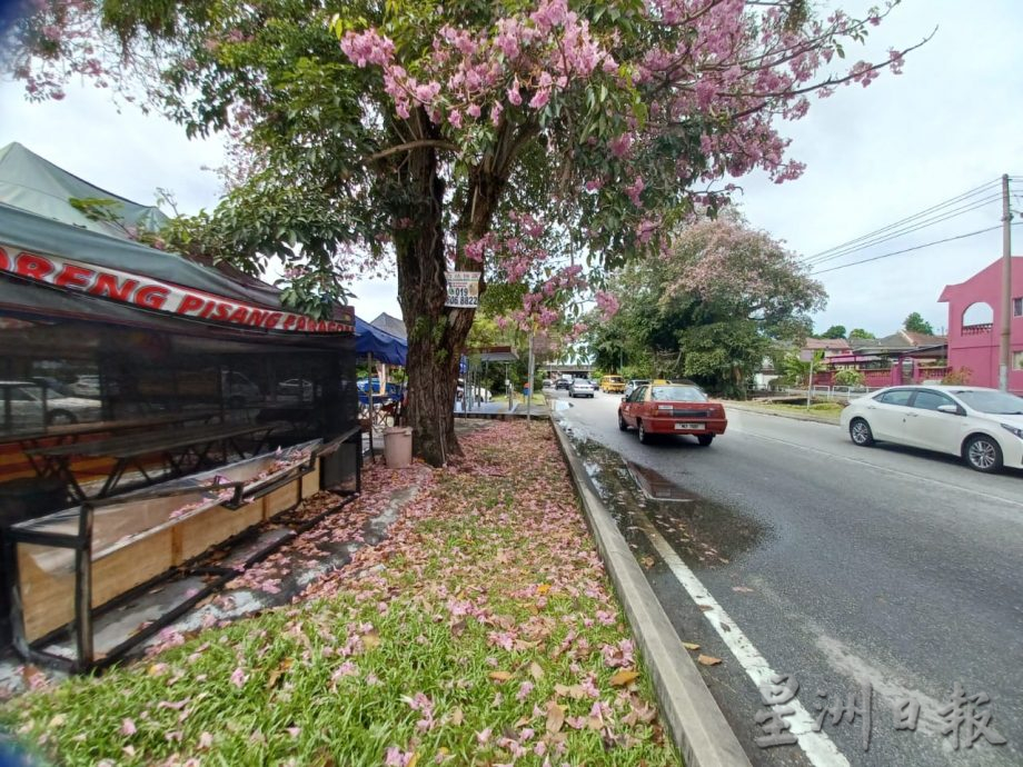 大都会（早报可头）/锡米山万秀路风铃木绽放