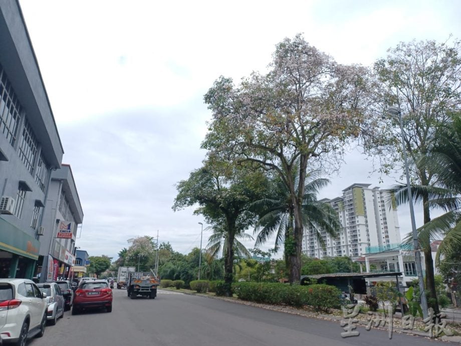 大都会（早报可头）/锡米山万秀路风铃木绽放