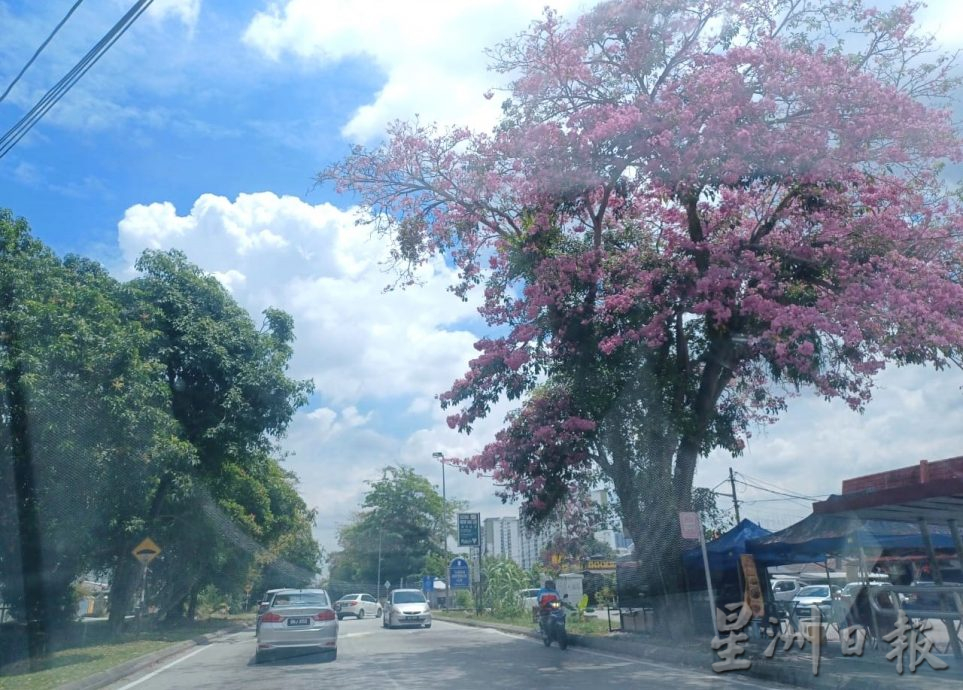 大都会（早报可头）/锡米山万秀路风铃木绽放