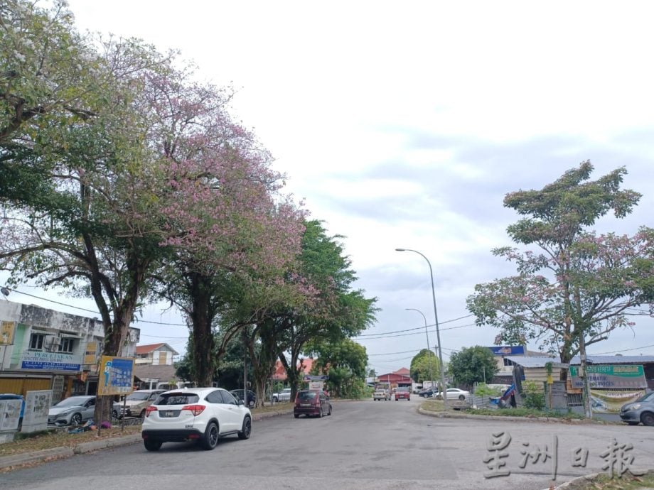 大都会（早报可头）/锡米山万秀路风铃木绽放