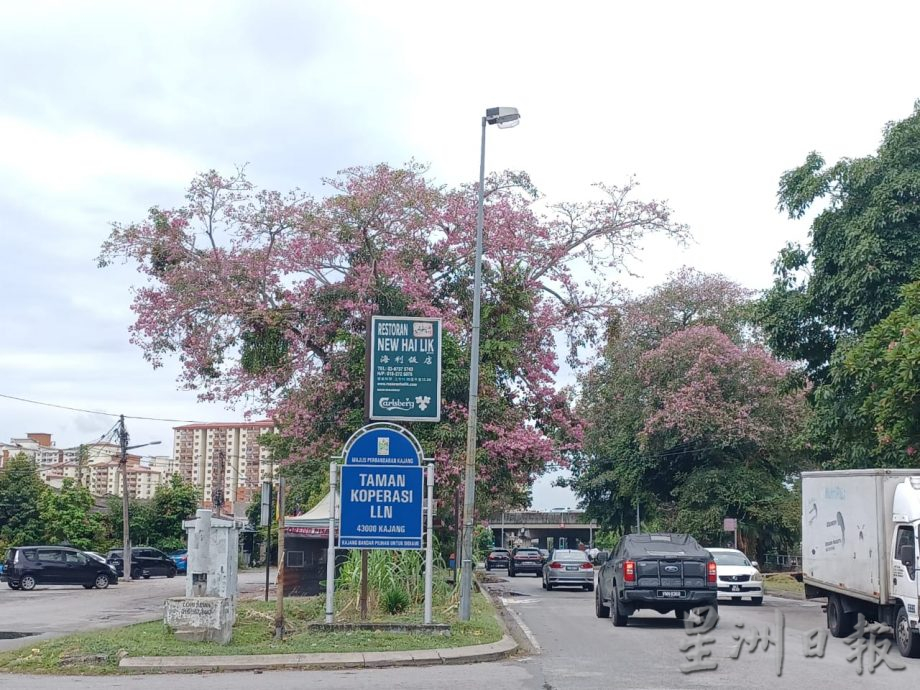 大都会（早报可头）/锡米山万秀路风铃木绽放