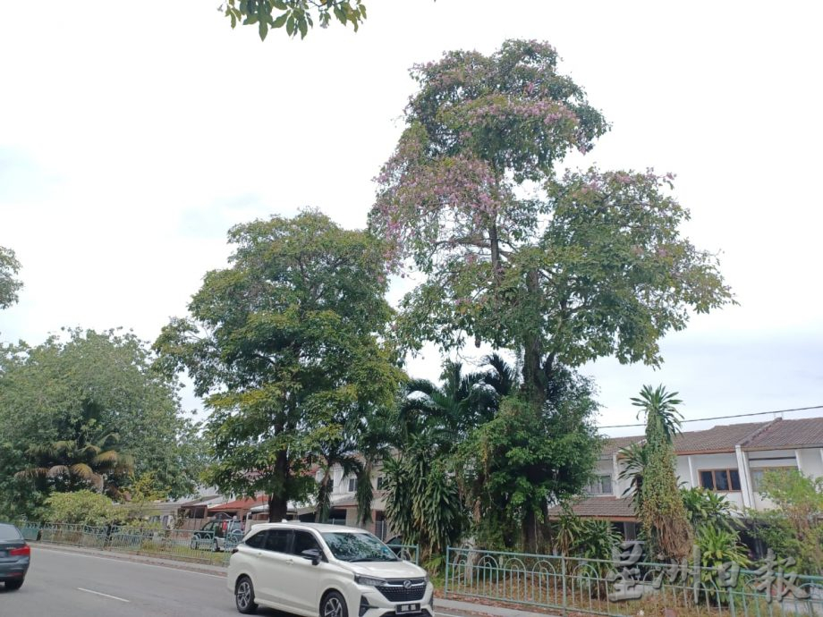 大都会（早报可头）/锡米山万秀路风铃木绽放