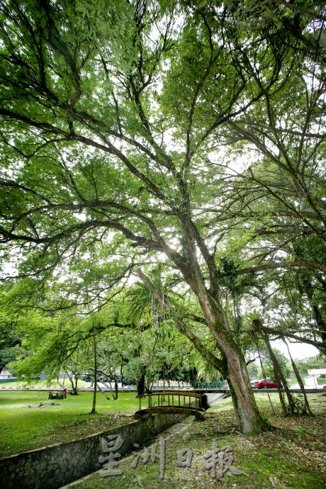 大霹雳封底主文/已签/【流金岁月】/曾有酒吧歌星驻唱 DR公园想不到的情意缠绵