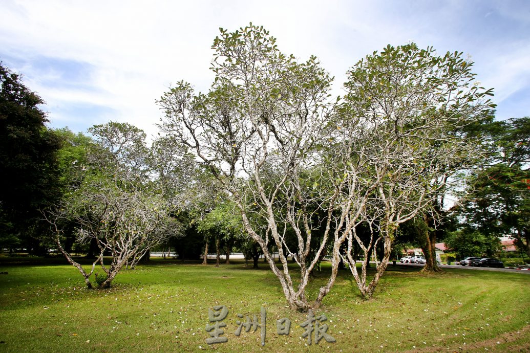 大霹雳封底主文/已签/【流金岁月】/曾有酒吧歌星驻唱 DR公园想不到的情意缠绵