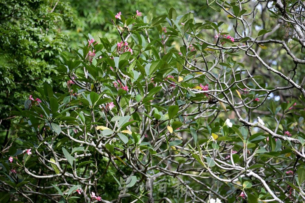 大霹雳封底主文/已签/【流金岁月】/曾有酒吧歌星驻唱 DR公园想不到的情意缠绵