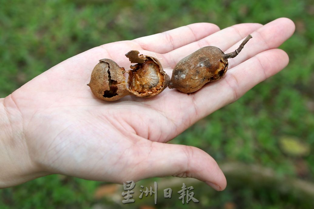 大霹雳封底主文/已签/【流金岁月】/曾有酒吧歌星驻唱 DR公园想不到的情意缠绵