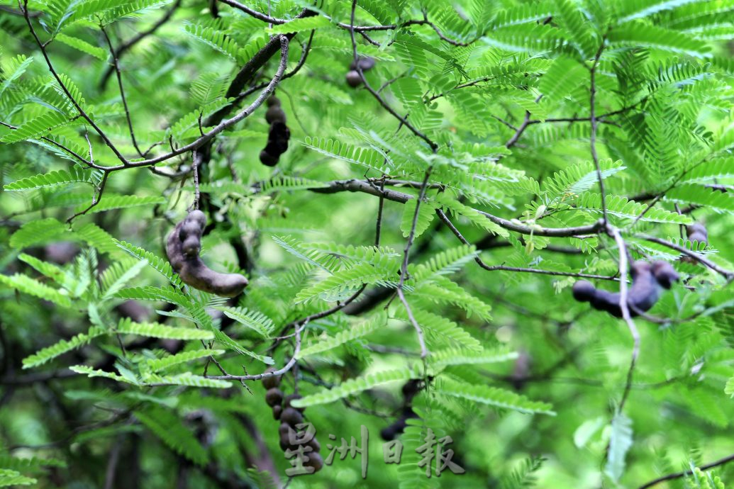 大霹雳封底主文/已签/【流金岁月】/曾有酒吧歌星驻唱 DR公园想不到的情意缠绵