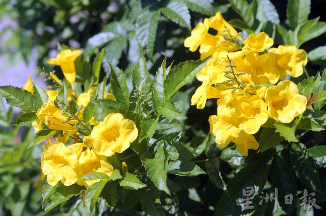 新甲板新村连续三年 家家户户挂国旗迎国庆