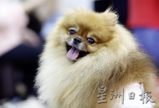 想要毛孩健康老去，这些照顾常识不可不知！