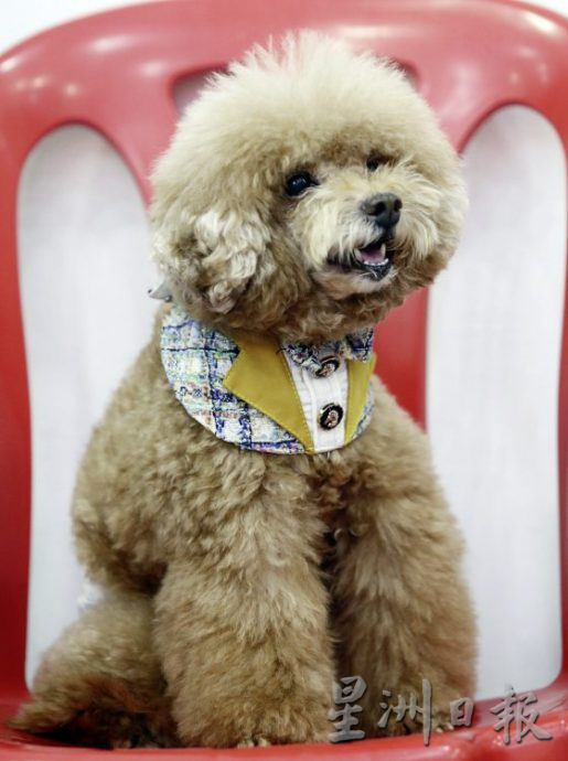 想要毛孩健康老去，这些照顾常识不可不知！