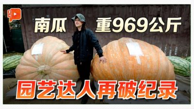 一颗南瓜近1吨重！俄罗斯达人再破纪录