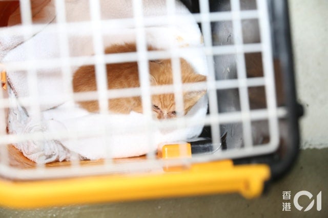 2猫钻进电动车不肯出 消拯员花5小时才哄出来