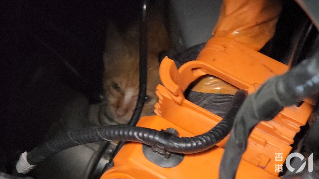 2猫钻进电动车不肯出 消拯员花5小时才哄出来
