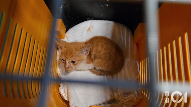 2猫钻进电动车不肯出 消拯员花5小时才哄出来