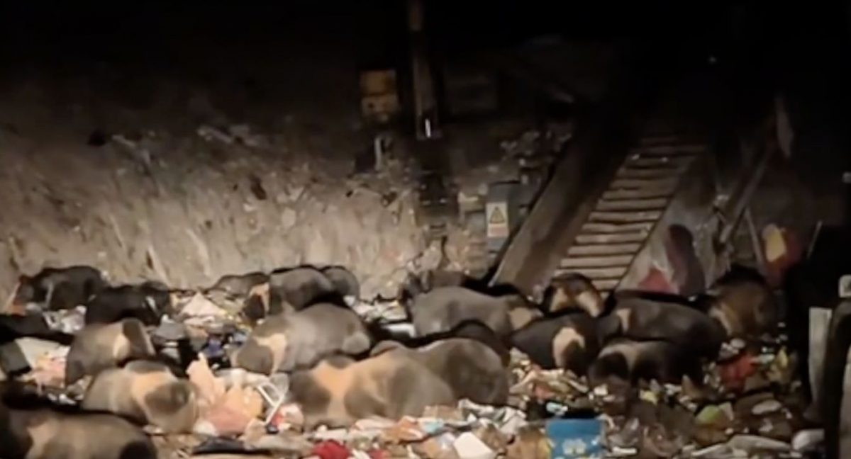 30多头熊聚集垃圾场觅食　官方：不主动干预