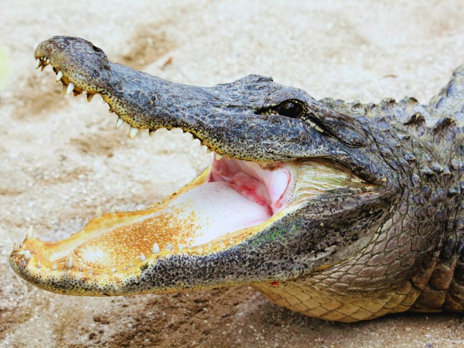 4个月大爱犬突遭鳄鱼咬住拖走 女徒手狂打1部位成功救回