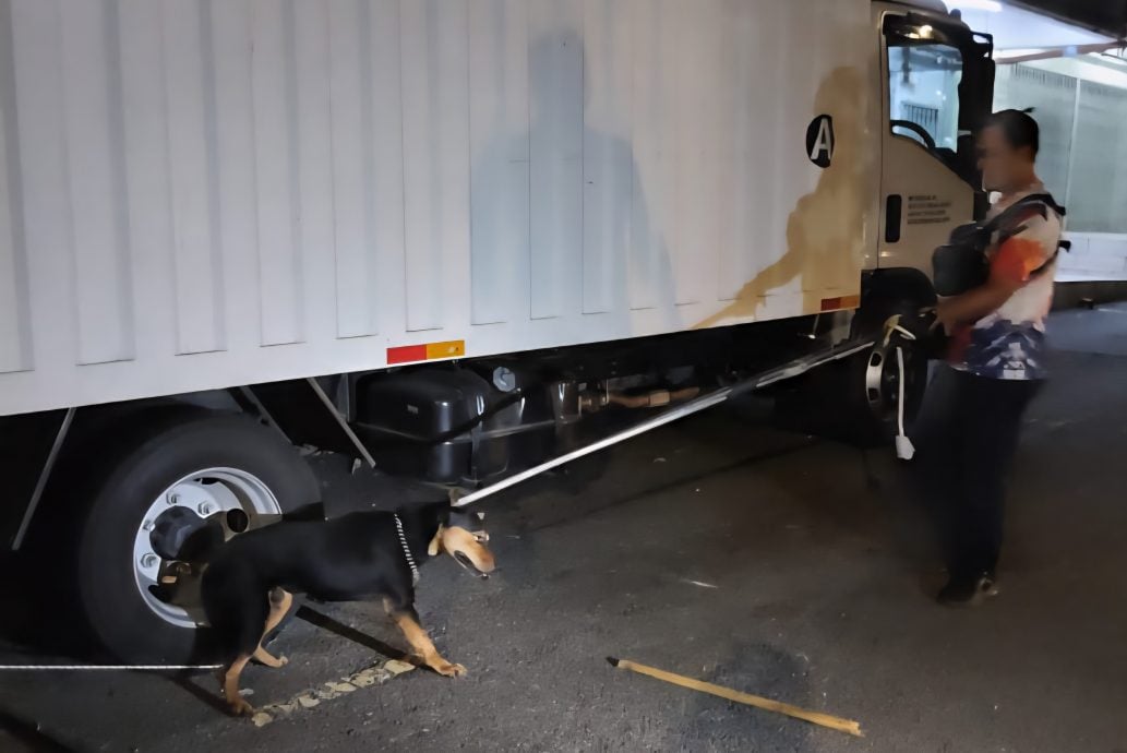 5岁童被狗咬| 兽医局按照程序 黑狗安乐死