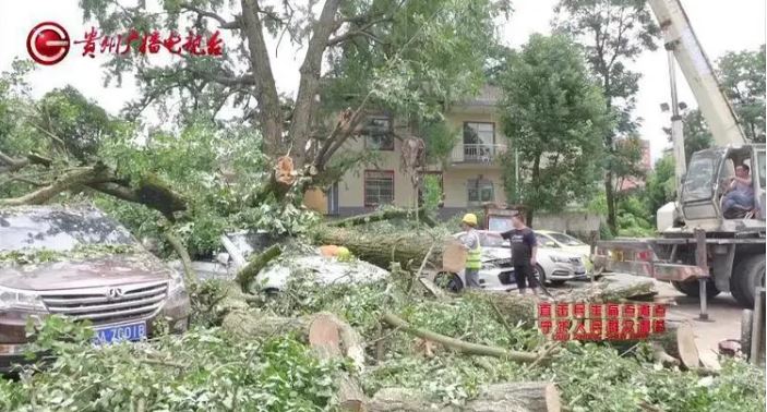 700年古树砸扁BMW 车主控缺维护烂根 被指违例停车也有错 