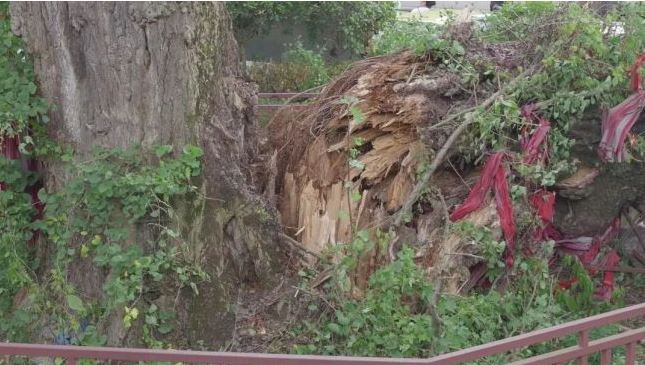 700年古树砸扁BMW 车主控缺维护烂根 被指违例停车也有错 