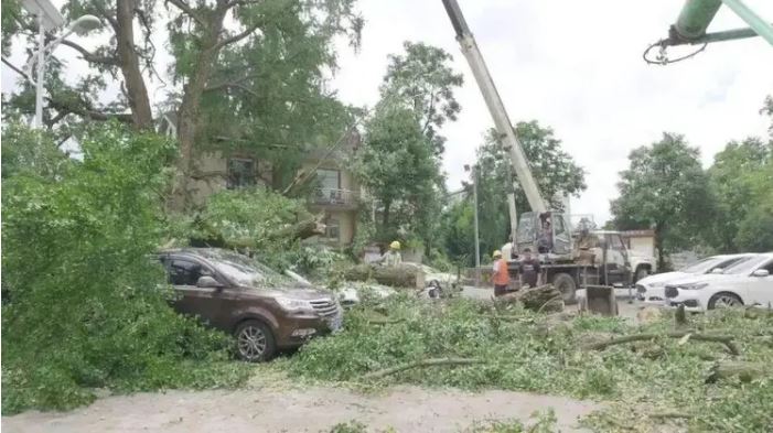 700年古树砸扁BMW 车主控缺维护烂根 被指违例停车也有错 