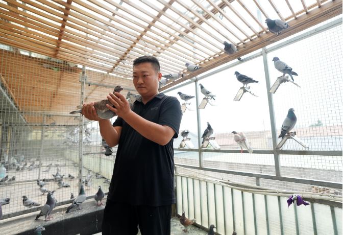 93阅兵 8万和平鸽都是“征用的” 北京市民：鸽子已到家