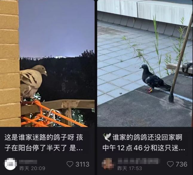 93阅兵 8万和平鸽都是“征用的” 北京市民：鸽子已到家