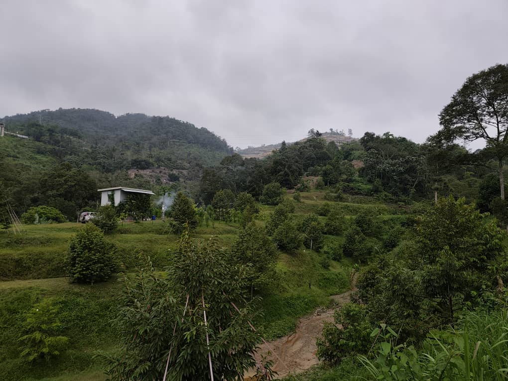 《有故事的人》慕容雄丰不当医生改种植榴梿
