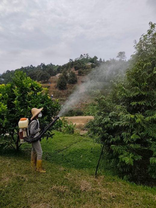 《有故事的人》慕容雄丰不当医生改种植榴梿