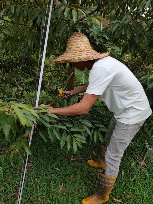 《有故事的人》慕容雄丰不当医生改种植榴梿