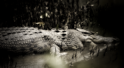 Major culling of crocs needed to ensure safety of riverine villagers