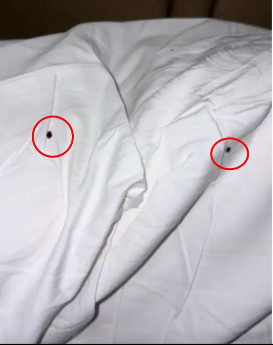 “哦,真的啊?”床蚤乱爬好可怕 职员冷处理气煞夫妻