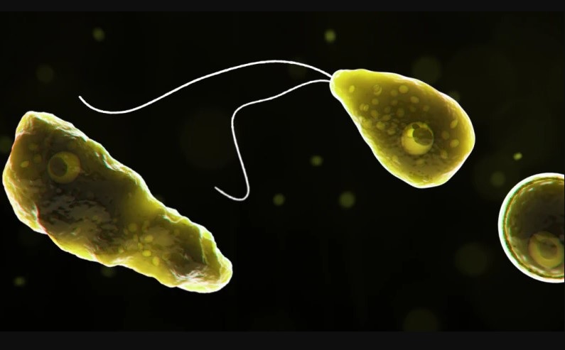 “食脑”变形虫染病及死亡人数增一倍 印度发出健康警报