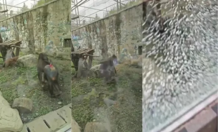  《猩球崛起》现实版？ 山魈暴走砸玻璃吓坏游客