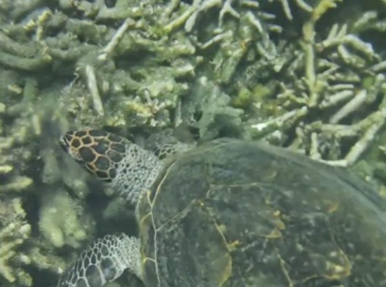 【马来西亚·彭亨】与海为邻,无尽回忆──刁曼岛浪漫之旅