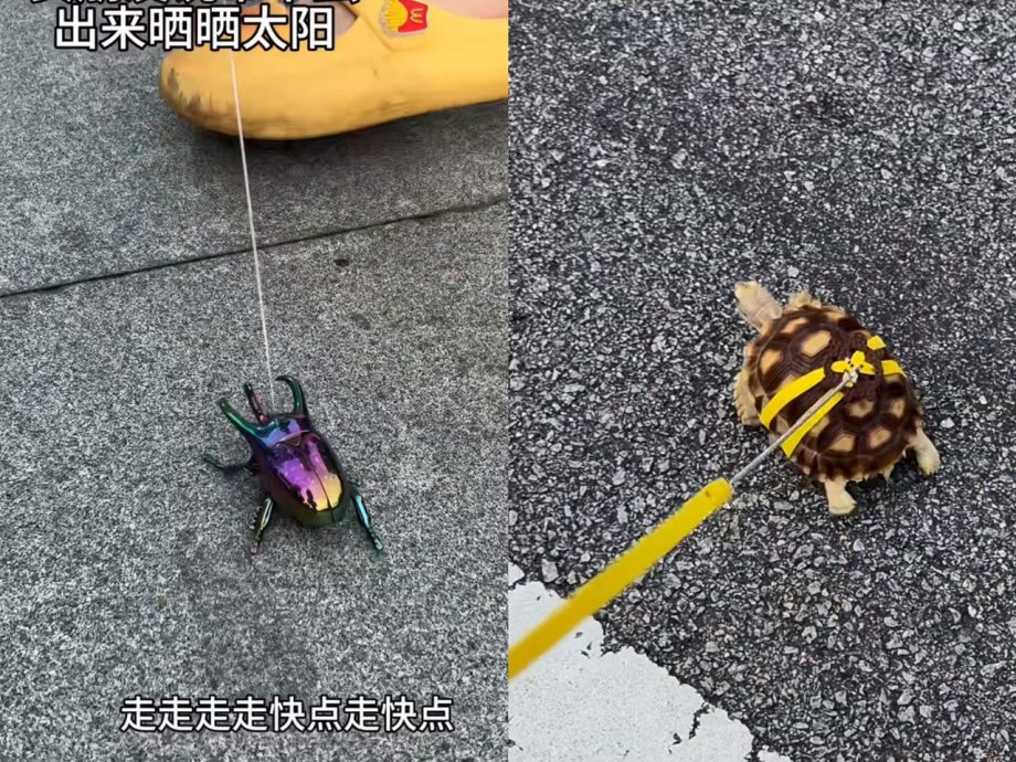 万物皆可遛! 奇葩宠物遛街掀热潮