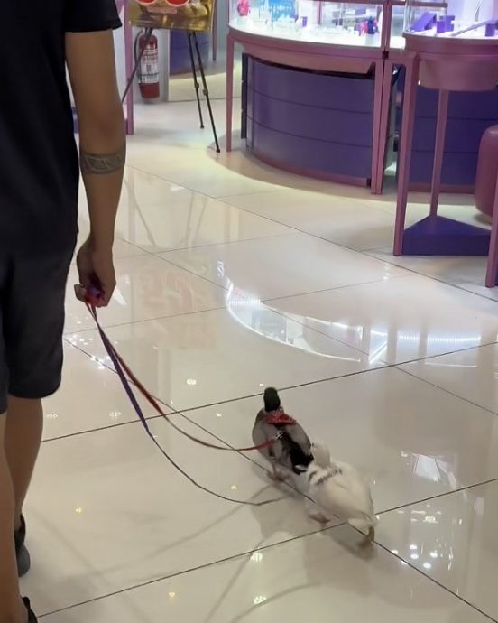 万物皆可遛! 奇葩宠物遛街掀热潮